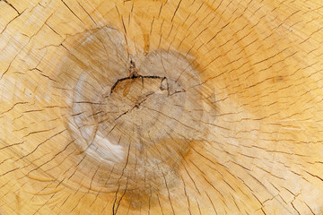 Poplar tree trunk cross section detail. Populus.