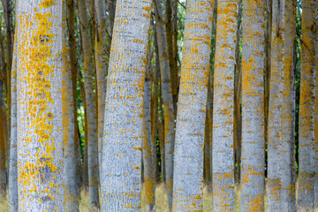 Row of Canadian poplar logs. Populus canadensis. Province of León, Spain.