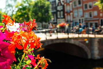 Fototapeta na wymiar Closeup beautiful flowers in pot and canal in Amsterdam on background