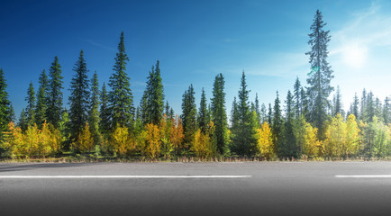 Road in autumn forest, Sweden