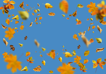 Naklejka na ściany i meble Isolated autumn leaves Gray background