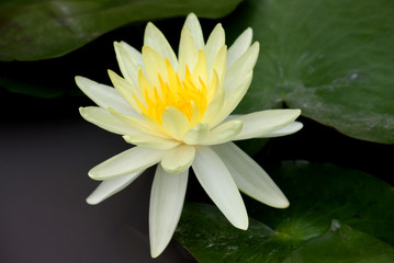 Beautiful water lilly flower
