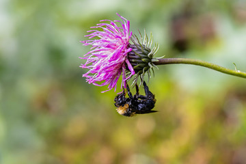 Eine taunasse schlafende Hummel hängend auf einem Blütenkopf einer Wildblume.