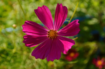 Cosmos flower (Cosmos Bipinnatus) with blurred background