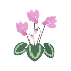 Vector illustration with cyclamen