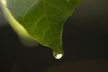 water drop on green leaf