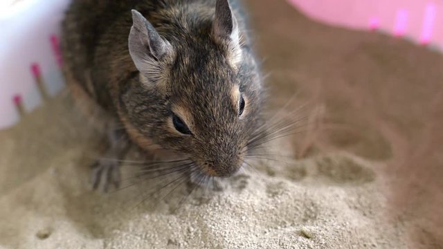 Common degu squirrel eating nuts on a sand