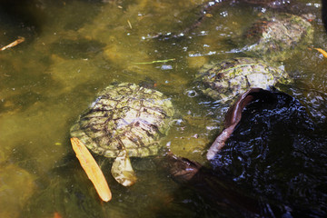Turtles basking in the pond
