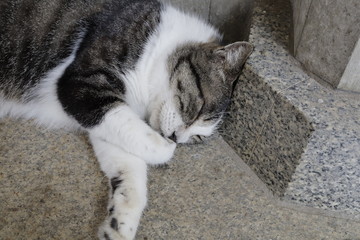 cat on the floor