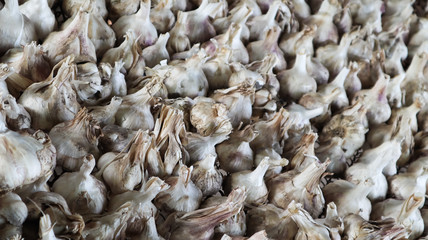 A lot of messidor garlic is spread out in the open air. This variety is high yielding good quality, ripens early and has a high yield, grown in Holland.