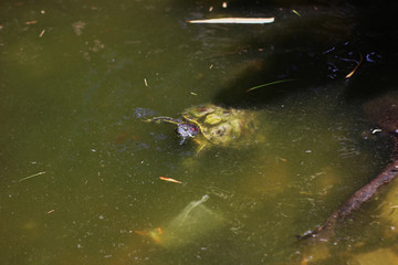 Turtle basking in the pond