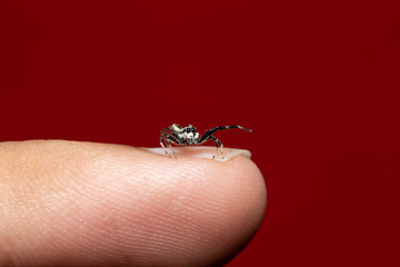 Chrysilla Jesudasi on finger