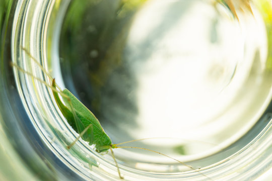 Grassh&uuml;pfer im Glas