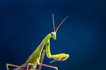 Close up shot of a Green Praying Mantis Mantid, family Mantidae, with blue background. copy space