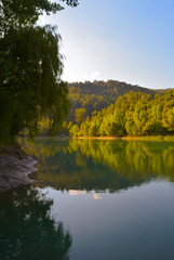 reflection of trees in the water