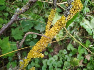 Moss on a tree branch, sunny day, macro photography, details.