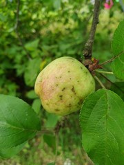 Apple tree branch. Green apple on branch. Background.
