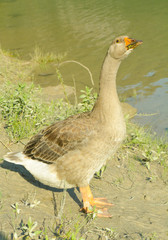 goose on the lake