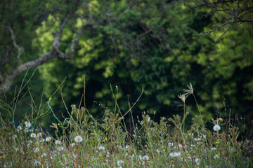 Grass in the forest