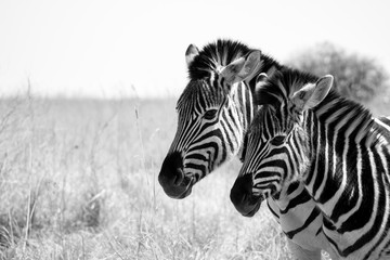 Fototapeta na wymiar Zebra family 