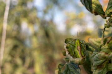 Detailed close up of green grasshopper on a tomatoe leaf in an organic vegetable greenhouse.