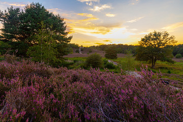 Obraz premium A sunset at the National park Brunssumerheide in het Netherlands, which is in a warm purple bloom during the month of August.