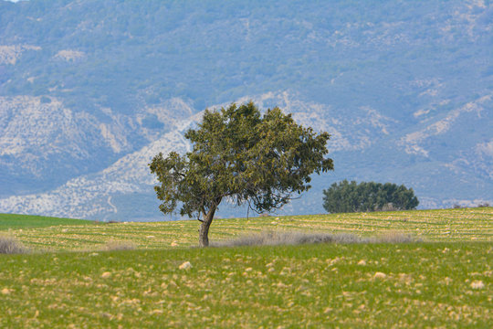 Encina en medio de las llanuras