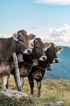 Allgäuer Kühe in den Allgäuer Alpen