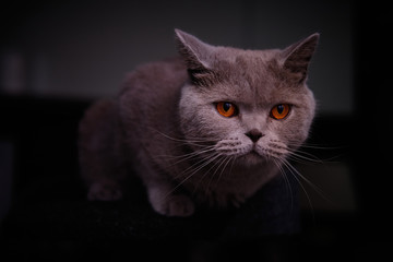 Animal de compañia Gato chartreux felino gris ojos naranjas 