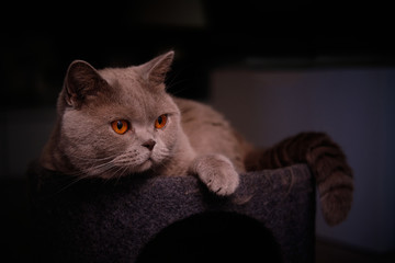 Animal de compañia Gato chartreux felino gris ojos naranjas 