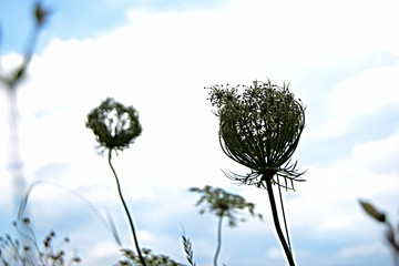 Flores silvestres con forma de copa (enfoque mejorado)