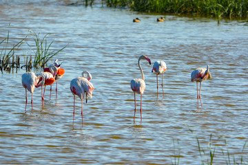 Flamencos sobre las aguas de un tranquilo lago 