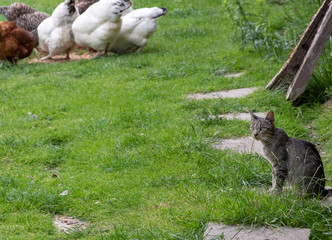 animals of the farm © Dariusz