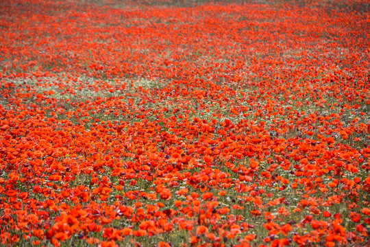 Campo de rosas