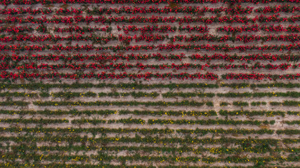 Aerial view of colorful rose fields. Lines of flowers. Ukraine, Europe