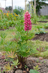 Gallery pink lupin plant in a rural garden