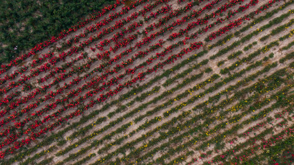 Aerial view of colorful rose fields. Lines of flowers. Ukraine, Europe