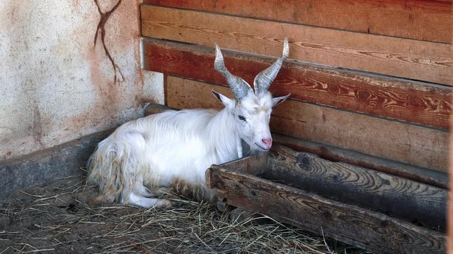 Domestic goat of the Kiko breed. White goat lies in a stall