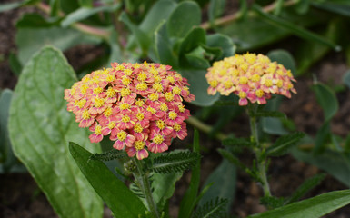 Achillea Apricot Delight flowers with ferny foliage