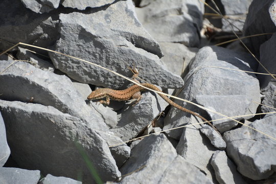 Lagartija en busca de un escondite entre las piedras