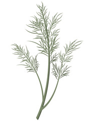 Dill in cartoon style. Fresh herb isolated on white background.