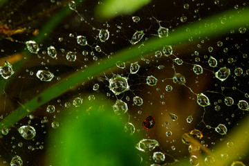 background of drops on a web in partial blur against the background of green grass