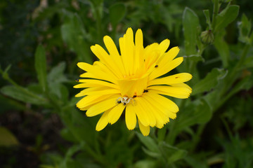 Flower crab spider eating a pollen beetle