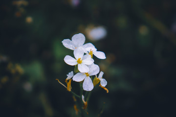 raphanus sativus var. oleiformis,  beautiful small white flower with petals and blury green and dark background.