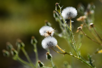 Common cat's ear seed head on blurred green background