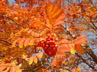 A Rowan branch with red ripe fruit and red-yellow autumn leaves. Sorbus sibirica.
