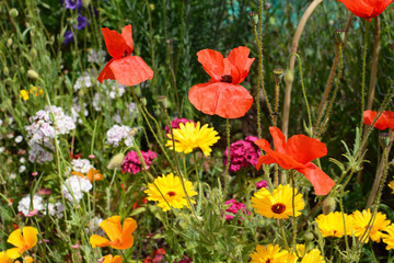 Fototapeta premium Red poppies, yellow calendula, and Sweet William flowers