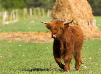 cow, beef © Dariusz