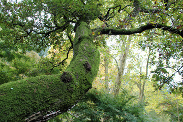 tree in a park in touraine (france)