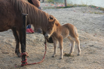 beautiful furry horse and cute foal